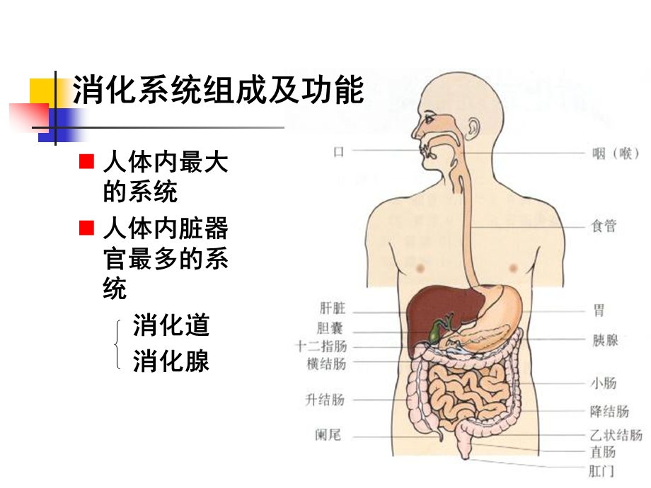 消化系统疾病总论(人卫8版).ppt_第3页