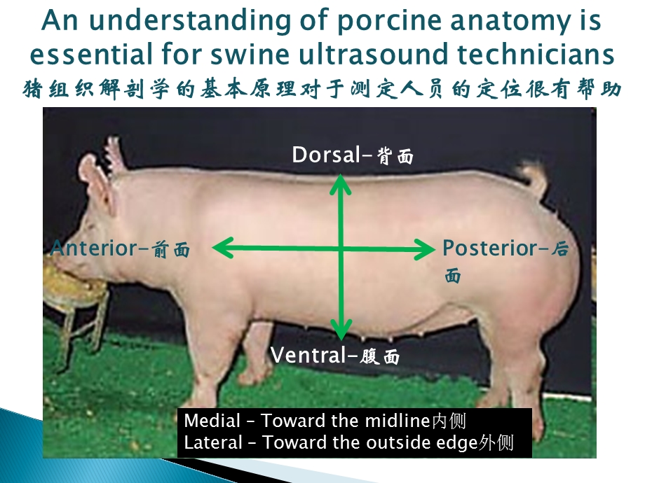 猪屠宰分割组成的扫描分析图片质量评估与数据获取分析.ppt_第2页