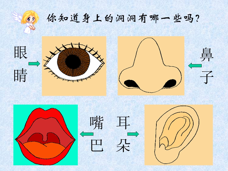 《我身上的洞洞》[优质文档].ppt_第2页