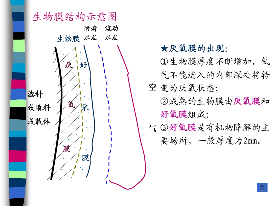 223_3696383_4.2生物膜.ppt_第3页