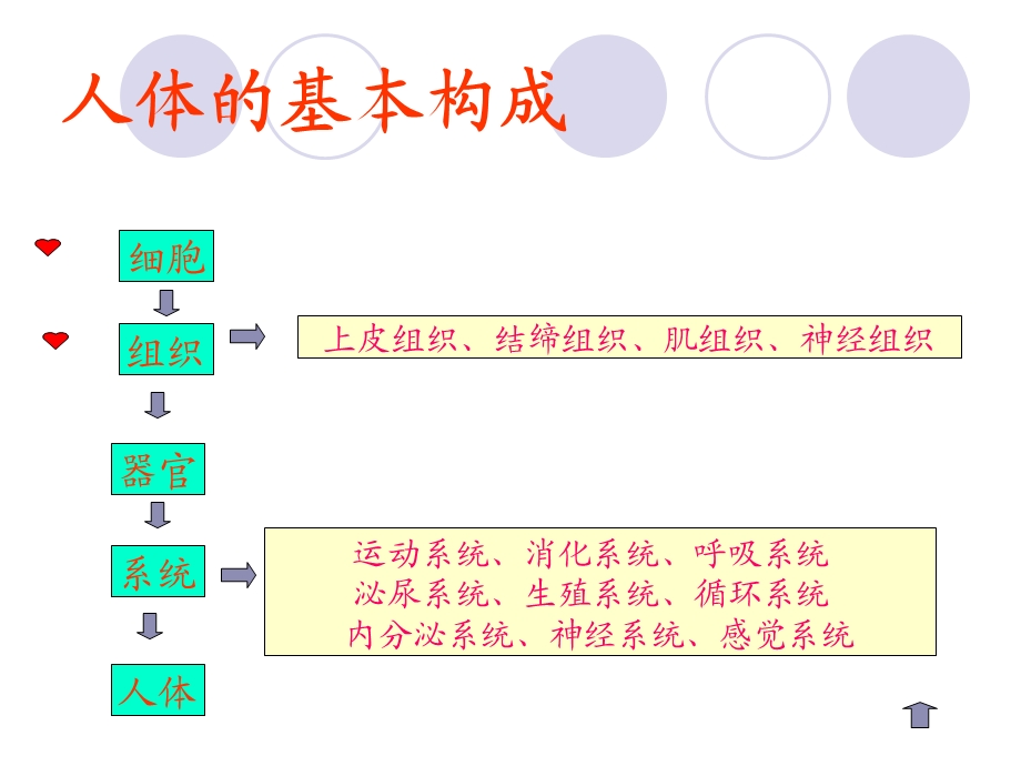 01细胞与细胞间质.ppt.ppt_第3页