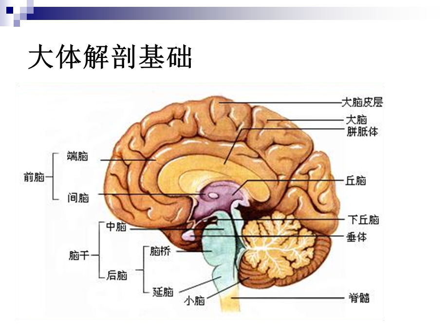 神经第一节-解剖与基本病变(1).ppt_第3页