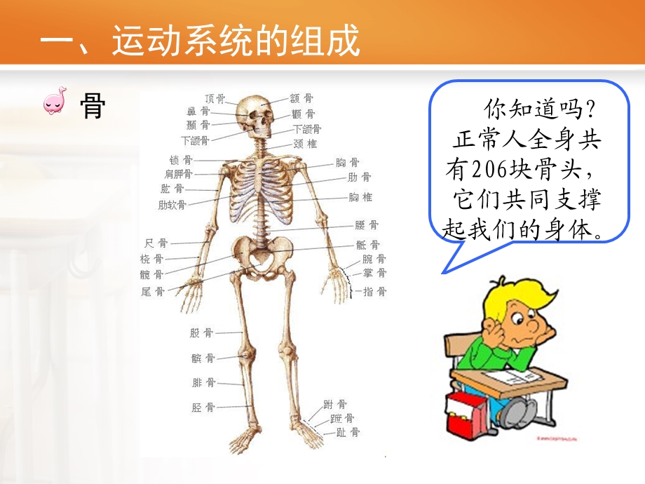 小学体育健康教育《我们的运动系统》课件.ppt_第3页