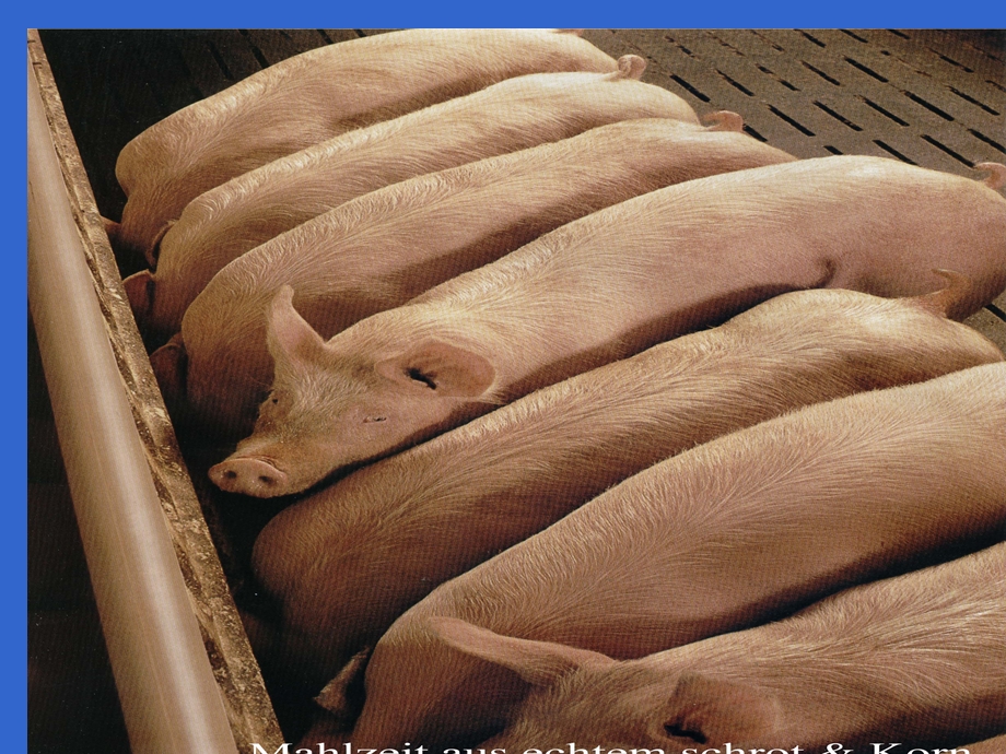 规模化、标准化养猪技术讲座.ppt_第2页