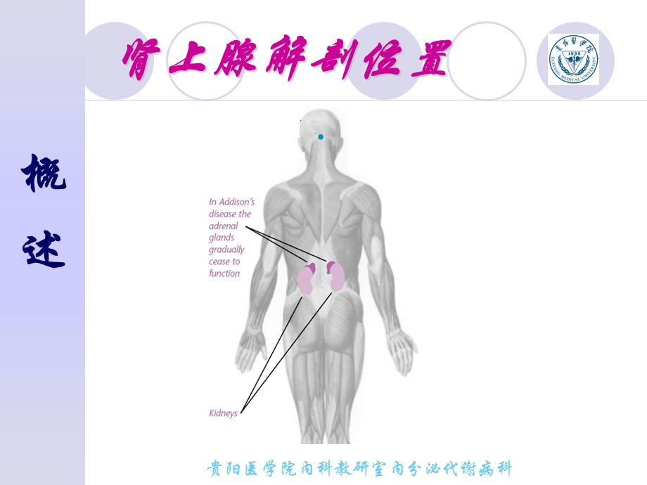 慢性肾上腺皮质功能减退症.ppt_第3页