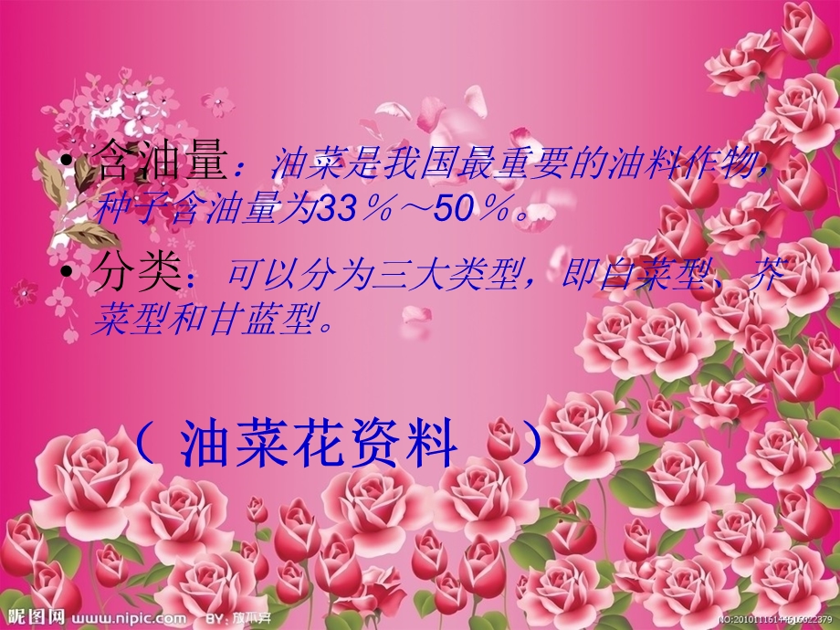 油菜花资料1.ppt_第3页