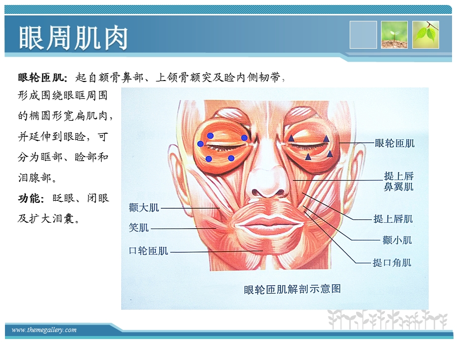 肉毒素注射治疗简介.ppt_第3页