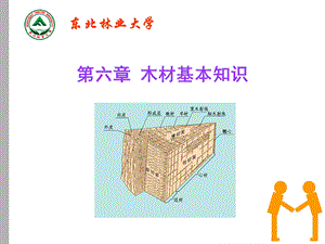 木材基本知识——木材构造.ppt