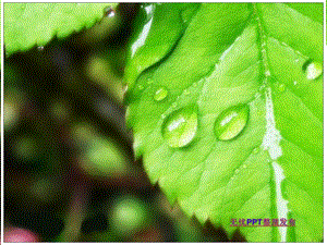 绿叶上的晶莹水滴-植物PPT ppt模板.ppt