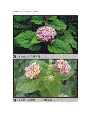 园林植物大观园2.docx