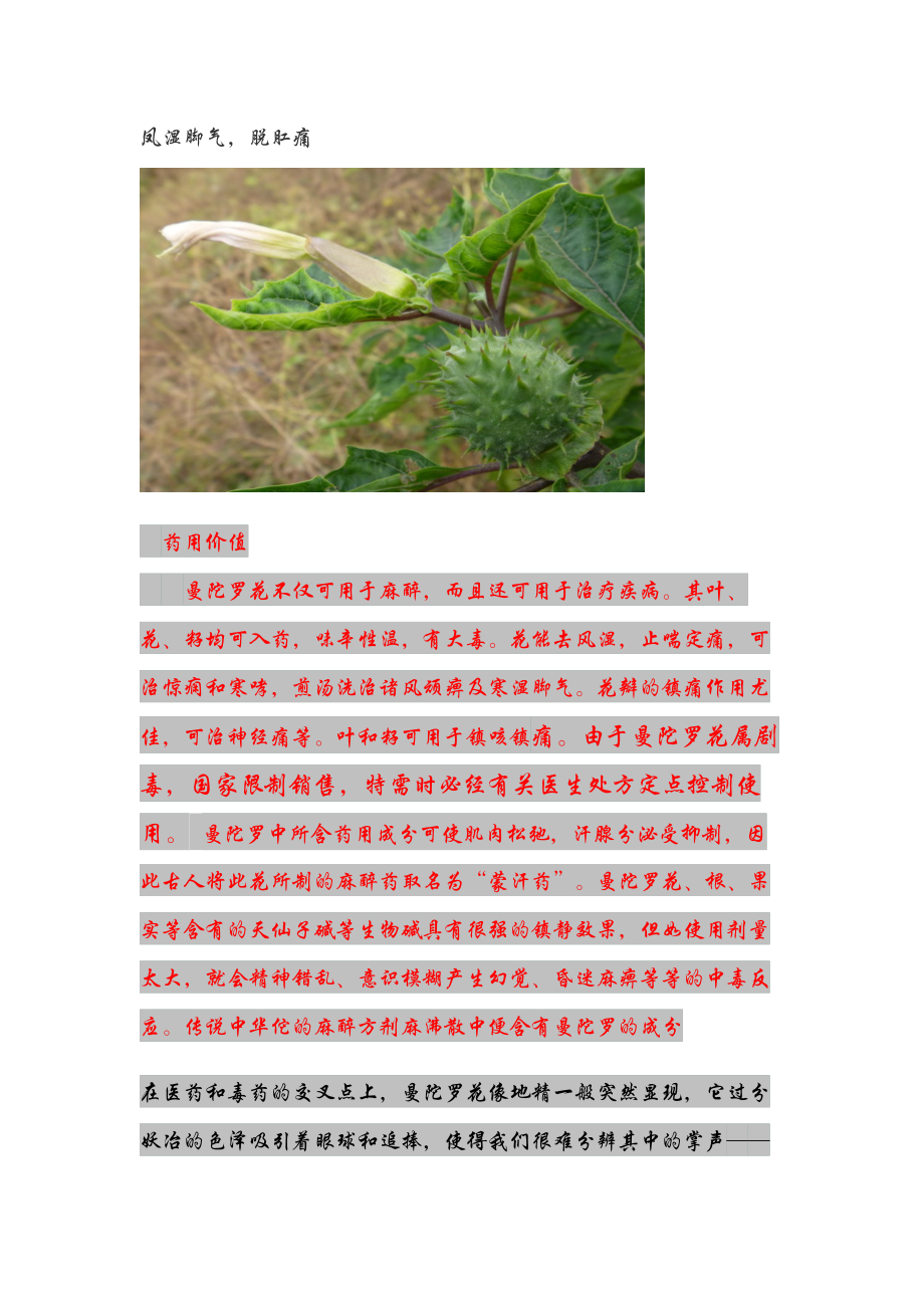 42种生长在农村的中草药(DOC44页).doc_第2页
