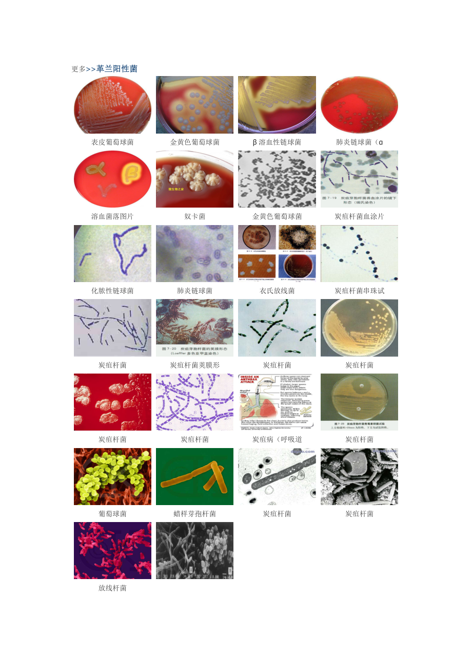 微生物图谱.docx_第3页