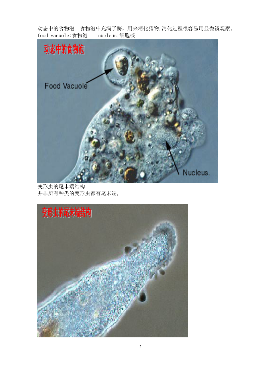 污水处理常见微生物照片.docx_第2页