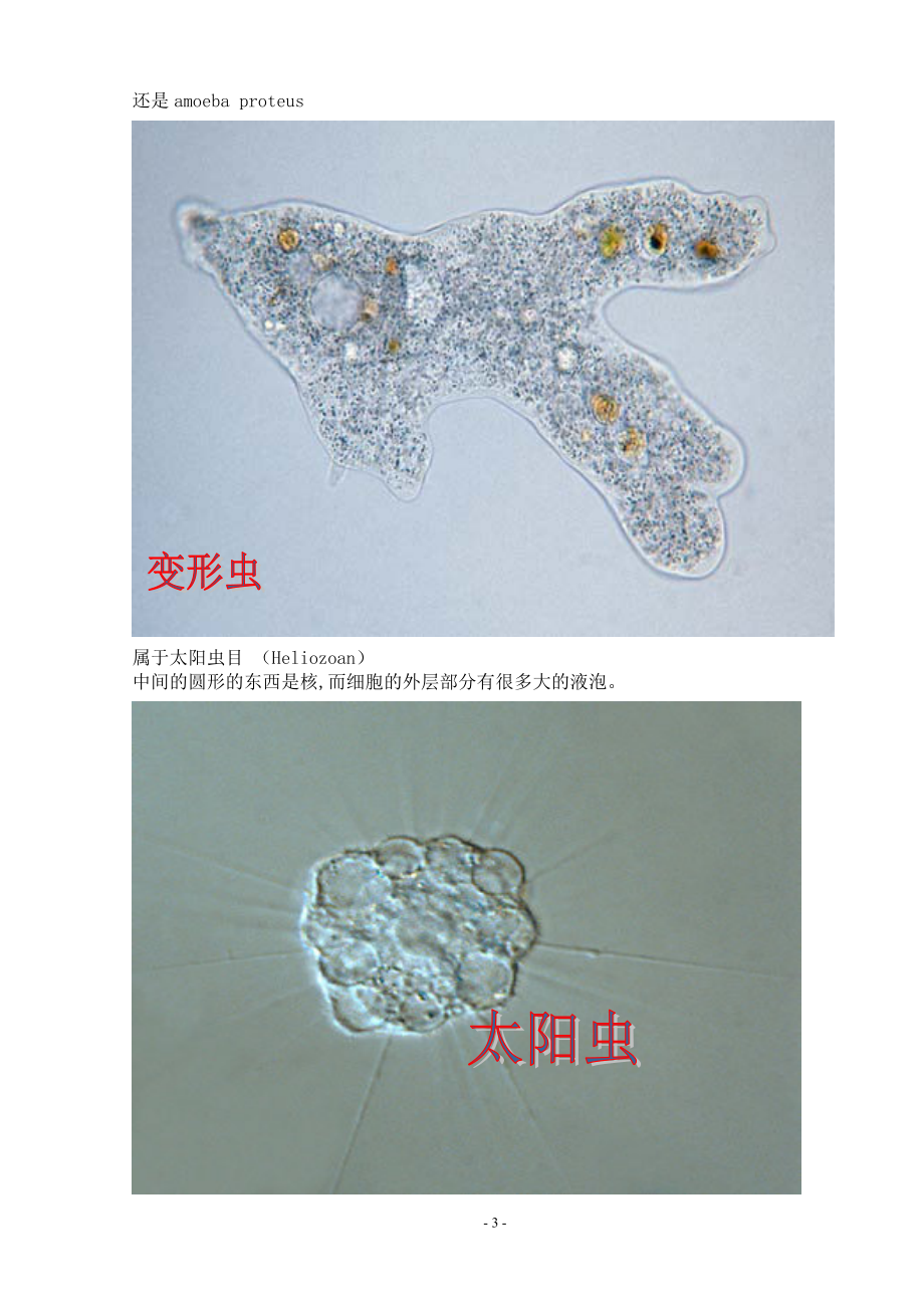 污水处理常见微生物照片.docx_第3页