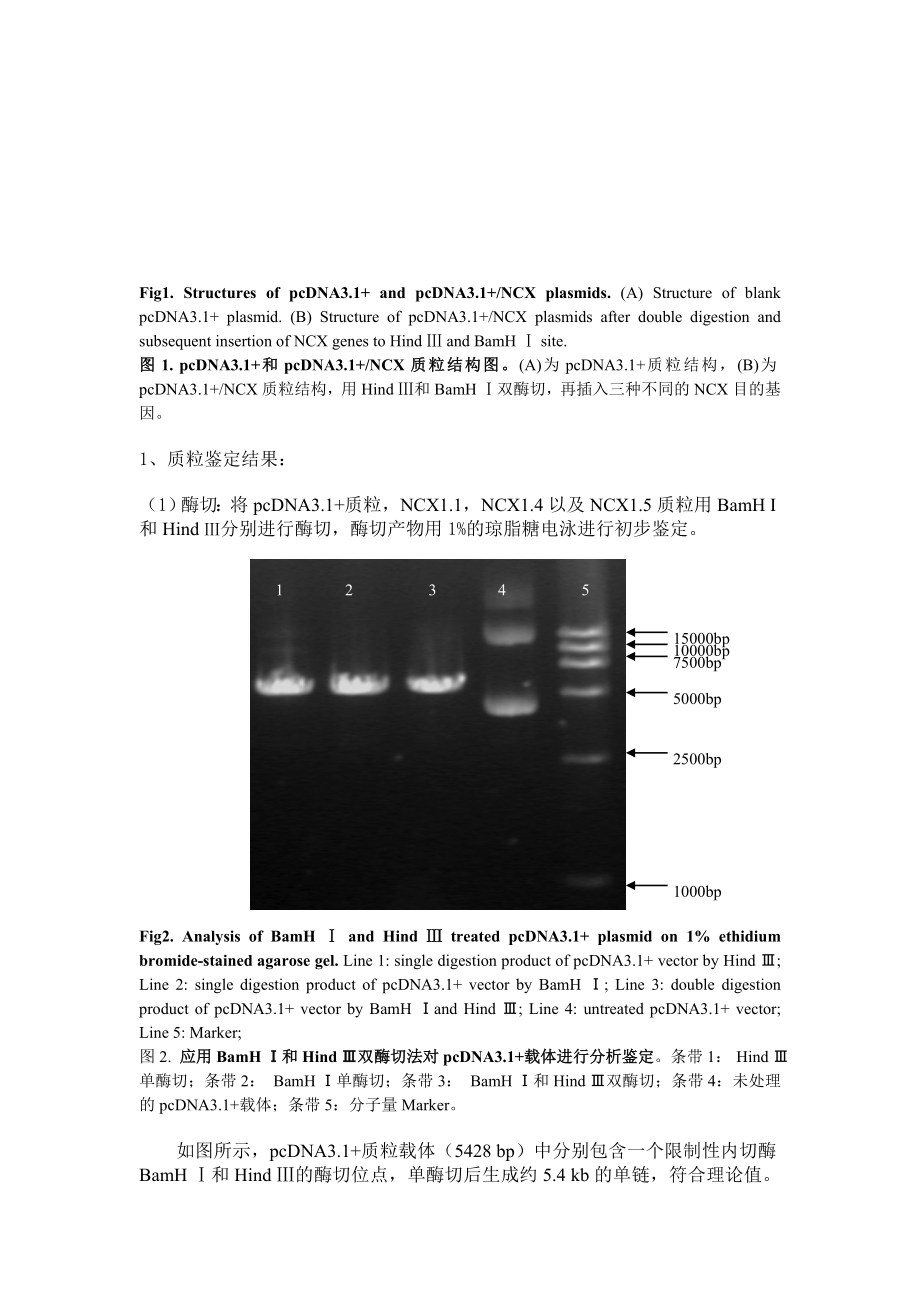 钠钙交换体基因稳定转染及药物筛选细胞模型的建立.docx_第3页