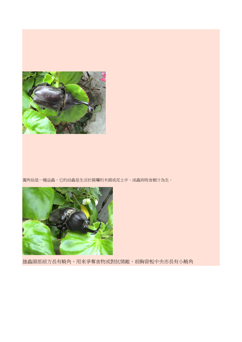 认识生物--独角仙.docx_第2页