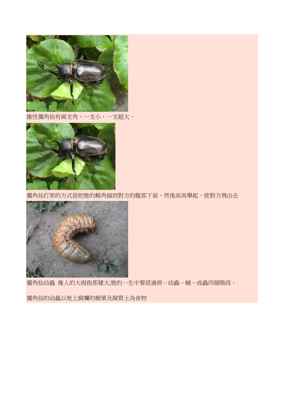 认识生物--独角仙.docx_第3页