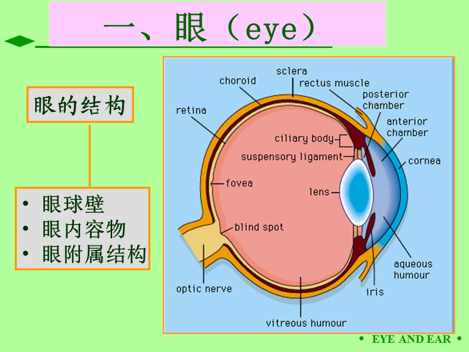 第09章眼和耳.ppt_第2页