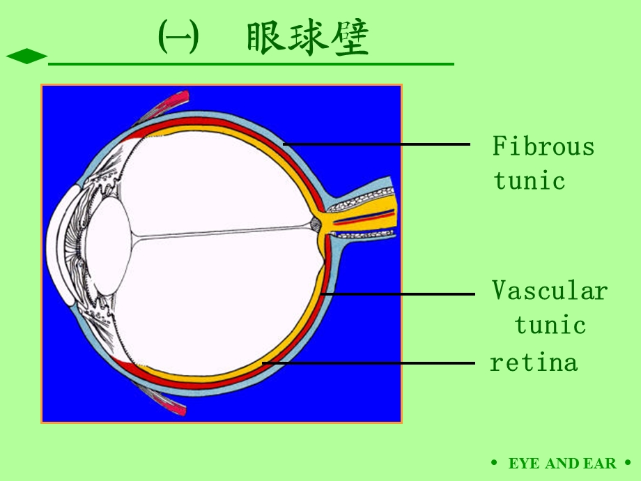 第09章眼和耳.ppt_第3页