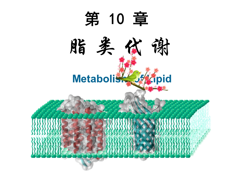 第10章脂代谢Mic演示文稿.ppt_第1页