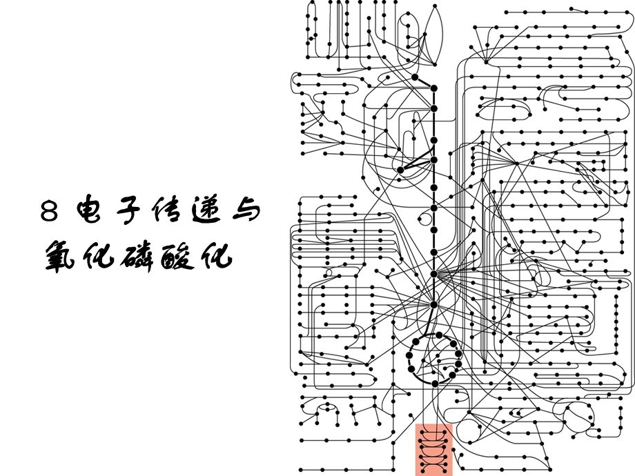 8电子传递与氧化磷酸化1.ppt_第1页