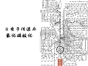 8电子传递与氧化磷酸化1.ppt