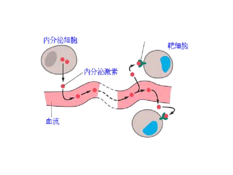 第17章激素.ppt_第3页