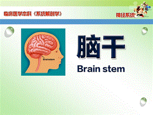 第17章2脑干.ppt