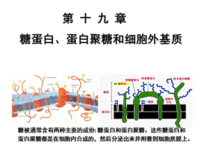 第19章糖蛋白、蛋白聚糖和细胞外基质.ppt