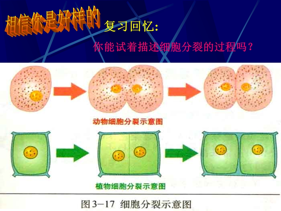 细胞分化形成组织课件精品教育.ppt_第2页