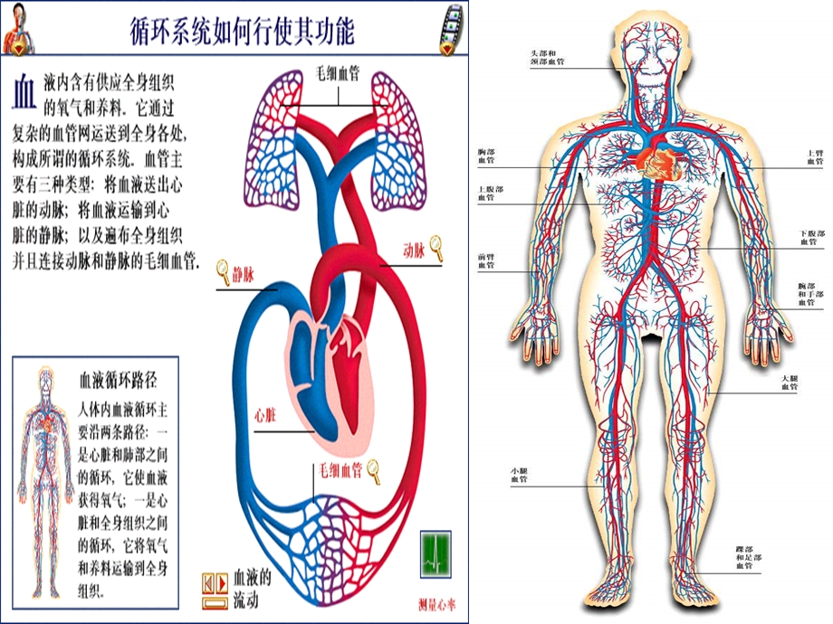 血液循环系统精品教育.ppt_第3页