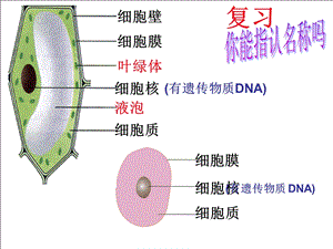 细菌PPT课件 精品教育.ppt