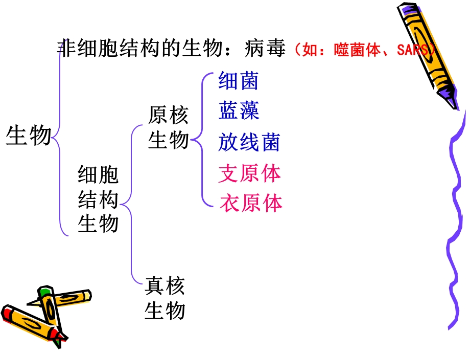 细胞的类型和结构精品教育.ppt_第3页