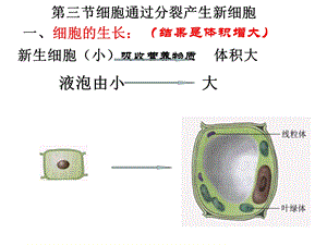 细胞通过分裂产生新细胞.ppt精品教育.ppt