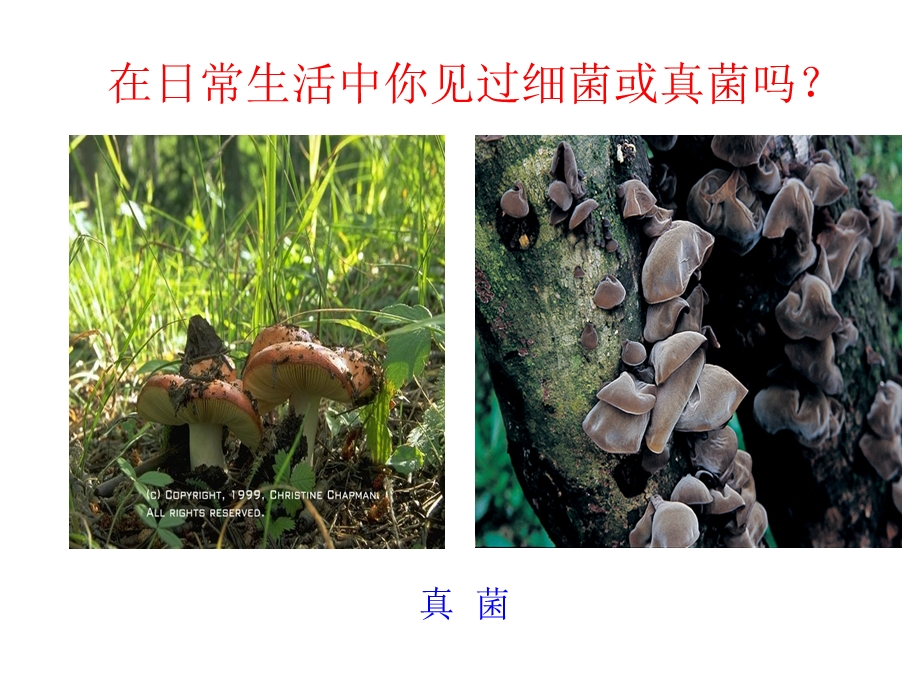 细菌和真菌的分布31p精品教育.ppt_第2页