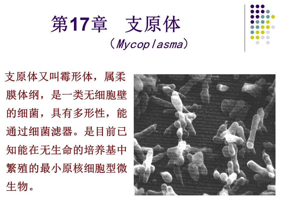 支原体Mycoplasma.ppt_第1页