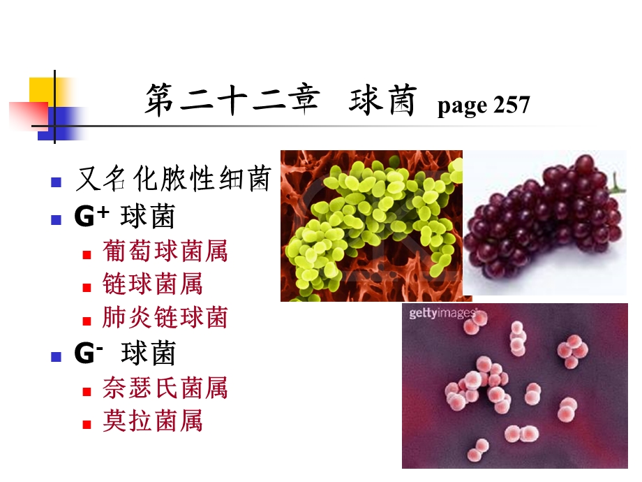 第22章球菌.ppt_第2页