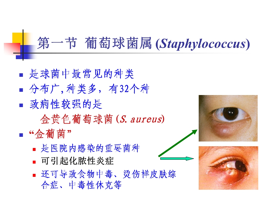 第22章球菌.ppt_第3页