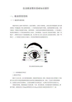 医美眼部整形基础知识课件.docx