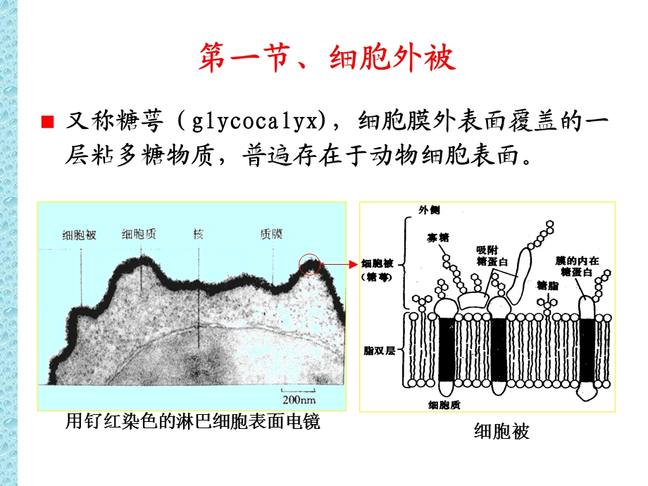 第4章细胞环境与互作.ppt_第3页