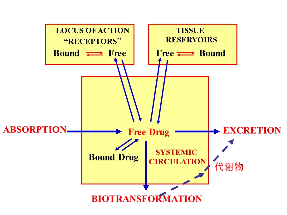 第3章药物代谢动力学.ppt_第3页