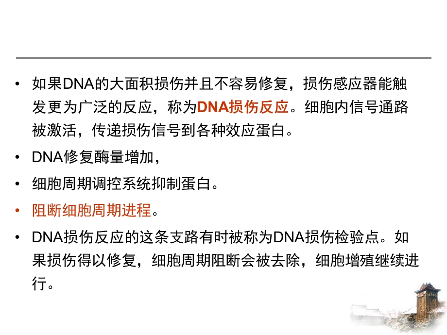 第4章：DNA损伤反应.ppt_第3页