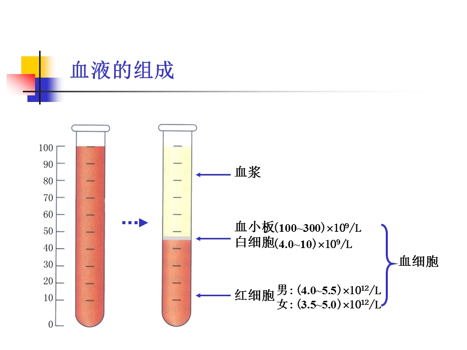 第5章血液和淋巴.ppt_第3页