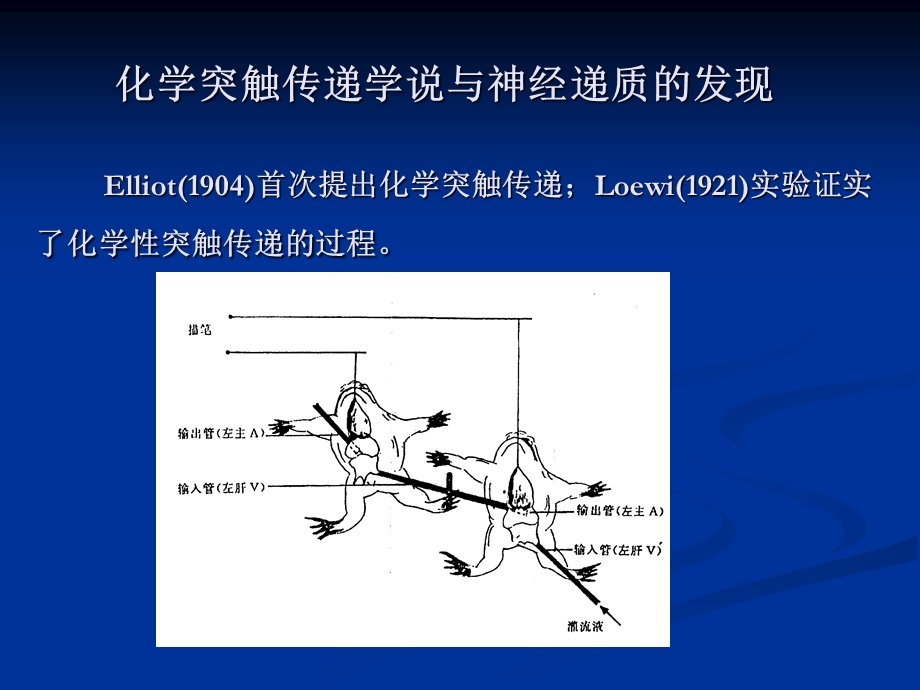 第5章神经递质与神经肽神经递质.ppt_第3页