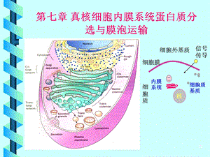 第7章真核细胞内膜系统、蛋白质分选和膜泡运输.ppt