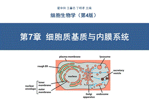 第7章细胞质基质与内膜系统.ppt