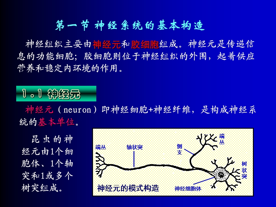 第7章神经系统.ppt_第2页