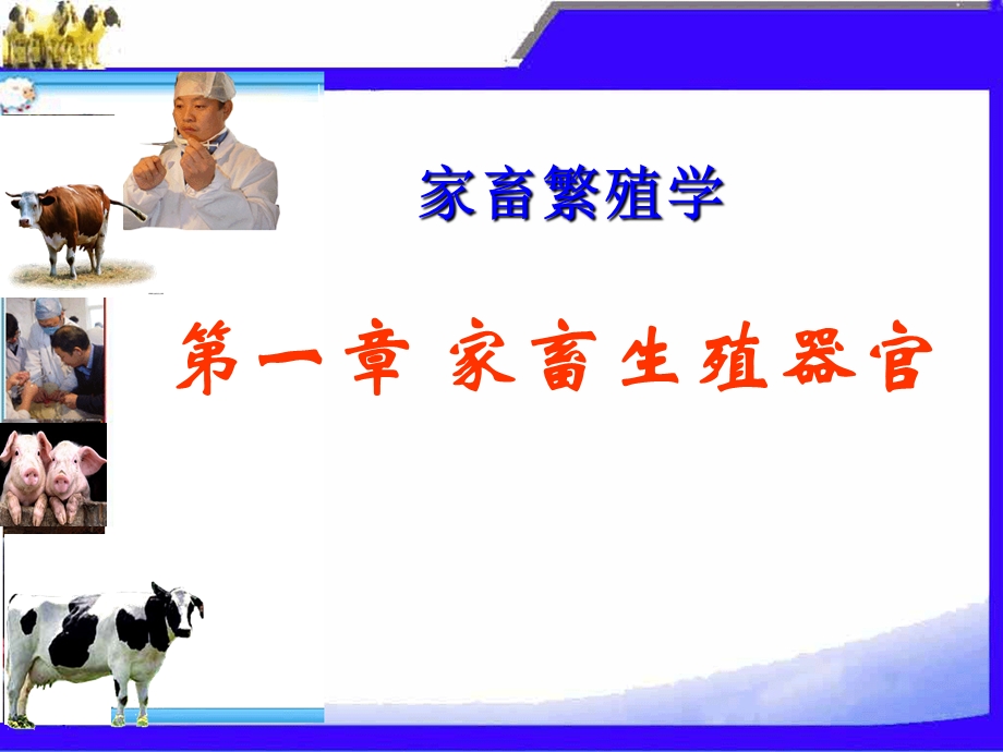 第一章家畜生殖器官.ppt_第1页