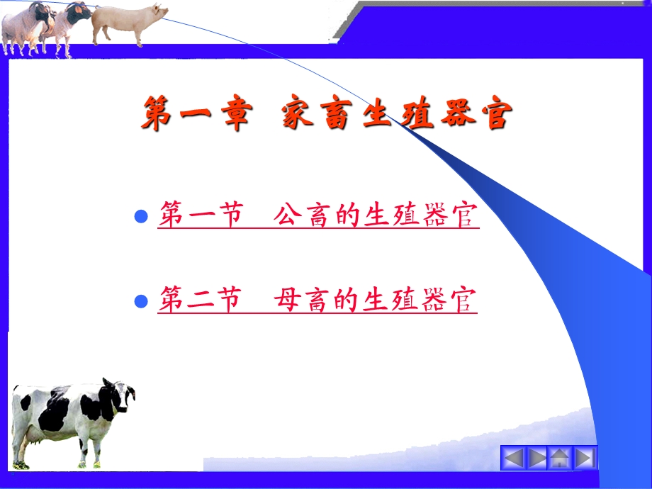 第一章家畜生殖器官.ppt_第2页