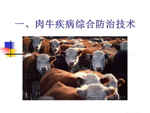 [优质文档]肉牛疾病综合防治技巧.ppt